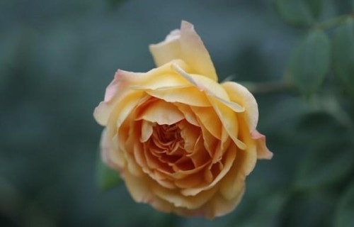 老了才悟透：不扎堆、没朋友的人，都有这4样别人没有的本事