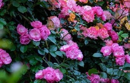 存款和闭嘴：一个让你有路可退，一个不把退路堵死