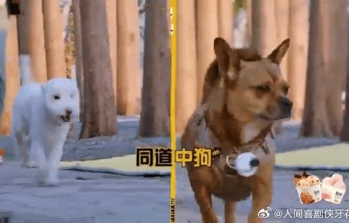 邓超李小冉遛狗失控险酿弃养|哈哈哈哈哈（真人秀）|狗子|主人|屁事|性格